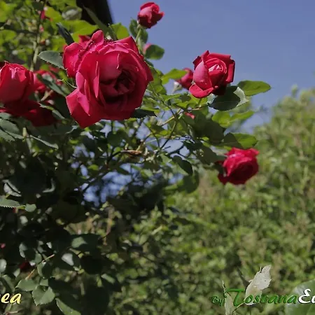 La Romea 公寓
